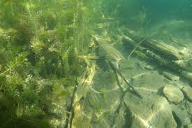 We did not find results for: Une Plante Aquatique Envahissante Colonise La Riviere Madawaska