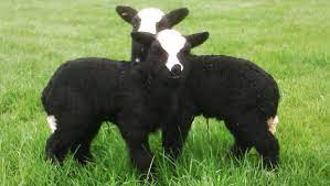 Showing Sheep Three Of The Best Breeds Sheep Breeds Sheep Sheep And Lamb