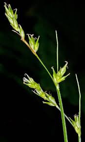 Image result for Carex leptosaccus