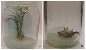 Kinetin plant cell culture tested. Micropropagation Callus Induction And Regeneration Of Ginger Zingiber Officinale Rosc