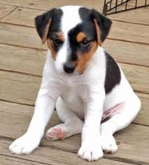The prt's expression is often keen and full of life. Parson Russell Terrier Info Temperament Puppies Pictures