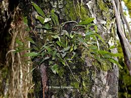 Image result for Pleopeltis macrocarpa