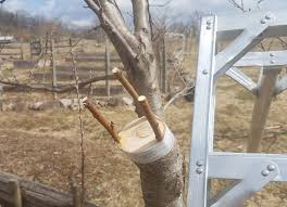 More images for multi grafted fruit trees perth » Bud Grafting Of Fruit Trees Philadelphia Orchard Project