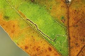 Image result for Stigmella roborella