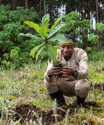 Image result for Xymalos monospora