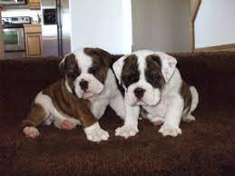 They were born on november 24th, 2020 and will be available as soon as january 19th, 2021!! English Bulldog Puppies In Washington