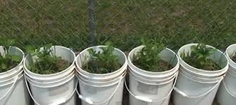 Maybe you would like to learn more about one of these? Potatoes In Pots Bigger Pot Better Results Spain Info