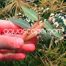 Image result for Xyris aristata