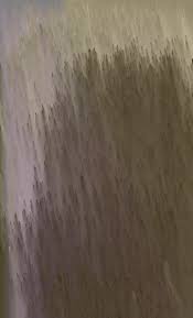 Image result for Eriochrysis pallida