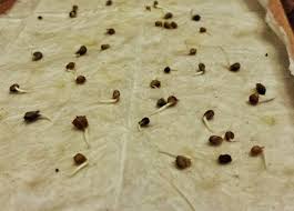 Soak your paper towel (s) with water or spray water on them. The Trick To Growing Lots Of Spinach Start By Germinating Seeds In A Damp Paper Towel In The Fridge Http Adven Growing Spinach Spinach Seeds Chicken Garden