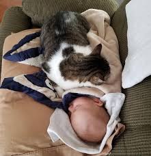 9 Adorable Photos Proving That Children Can T Live Without Cats The Cats Care Heartwarming Photos Kittens Funny Cat Care