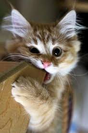 Table Munch Cute Cats Kittens Cutest Cute Cat Gif