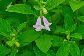 Image result for Pedaliaceae