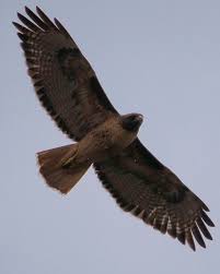 Roseville (ca) má mnoho atrakcí k objevování spolu s fascinující minulostí, zajímavou současností a vzrušující budoucností. Rocklin Wildlife