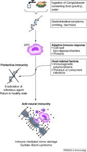 Your doctor is likely to start with a medical history and thorough physical examination. The Guillain Barre Syndrome A True Case Of Molecular Mimicry Trends In Immunology