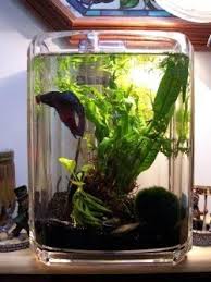 Aquatic Nano Garden Tank Made From A 2 Gallon Acrylic Wastepaper Bin Betta Fish Care Aquatic Garden Fish Tank Design