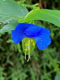 Image result for Commelina