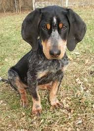 Maybe you would like to learn more about one of these? Adopt Basket On Petfinder Bluetick Coonhound Coonhound Puppy Coonhound