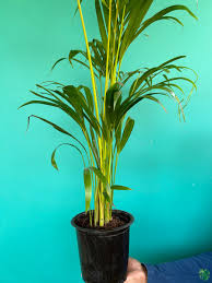 Image result for Dypsis lutescens