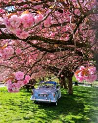 Image result for Cypress Green 1959 Sunbeam