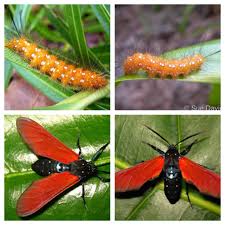 Black And White Spotted Moth Ohio The Spotted Oleander Caterpillar Moth Is A Moth Of The Arctiidae Family It Is Found On The West Indies But Has Been Introdu Moth Caterpillar Moth Caterpillar
