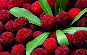 Sweet Sweet Sweet Fruit Garden Supplies Berries