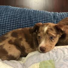 We rescued her from a puppy mill last year. Adopt Baby Aubrey On Petfinder Shepherd Mix Dog Collie Dog Puppies