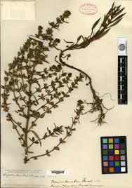 Image result for Bacopa hamiltoniana