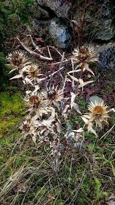 Image result for Macledium zeyheri