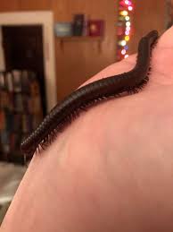 If you are looking for exotic pets for sale near me, we are only the right option for you. After About 8 Hours Roaming The State S Exotic Pet Stores I Finally Found One To Get Their Name Is Sweetpea And They Re An Absolute Treat To Handle Millipedes
