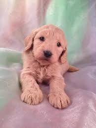 He's an f2 and will be 45 to 55 lbs! Goldendoodle Puppies For Sale Goldendoodle Breeder In Iowa