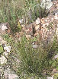 Image result for Elionurus muticus