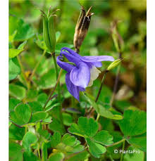 Image result for Aquilegia flabellata ministar