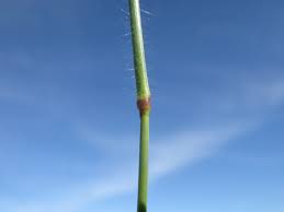 Image result for Eragrostis cylindriflora