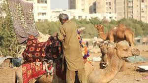 Serious businessman taking off sticker from glass board in hipster office. Sindhi Camel Stock Video Footage Royalty Free Sindhi Camel Videos Pond5