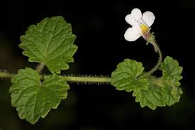 Image result for Diclis tenella