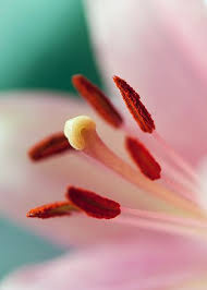 Lily Bloom Where Youre Planted Macro Flower Lily Flower
