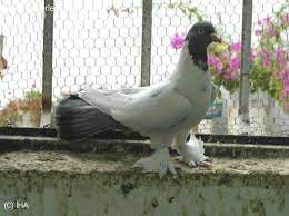 epingle sur pigeons et colombides