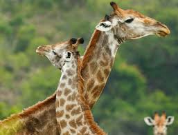 Resultado de imagen de fotos de animales en peligro de extinción