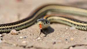 What Do Baby Garter Snakes Eat Oh
