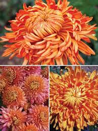 City flowers is home to all florists. Mum Collection Football Bluestone Perennials