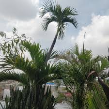 Image result for Monadenium spinulosum