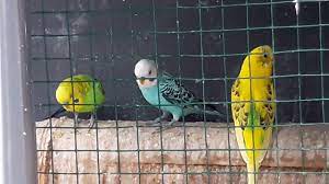 We did not find results for: Hasil Kawin Silang Love Bird Dan Parkit Burung Ekor Pendek Youtube