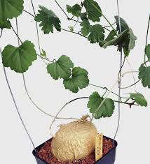 Image result for Kedrostis africana