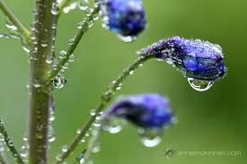 The beautiful season of spring is about to come, so we decided to spark your inspiration with a showcase of flower p. 10 Flower Photography Tips For Gorgeous Results