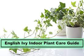 Buy devils ivy plant vine x50 seeds indoor house plants outdoor screening rare. English Ivy Plant Tips To Remember For Indoor Houseplant Care Plants Spark Joy