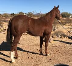 Diamond J Horses Auction Catalog