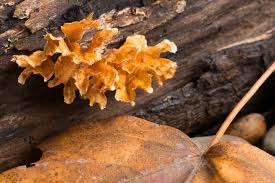 Ontdek de perfecte stockfoto's over yellow tree fungus en redactionele nieuwsbeelden van getty images kies uit 259 premium yellow tree fungus van de blader door de 259 yellow tree fungus beschikbare stockfoto's en beelden, of begin een nieuwe zoekopdracht om meer stockfoto's en. Free Stock Photo Of Yellow Tree Fungi And Leaf Download Free Images And Free Illustrations