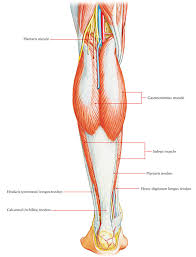 Anterior compartment, posterior compartment and lateral compartment. Easy Notes On Posterior Compartment Of The Leg Earth S Lab