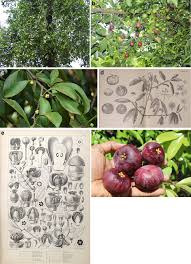 Image result for Garcinia buchneri